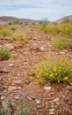 Holy Land Series - Ramon Crater Makhtesh - desert blossom 22